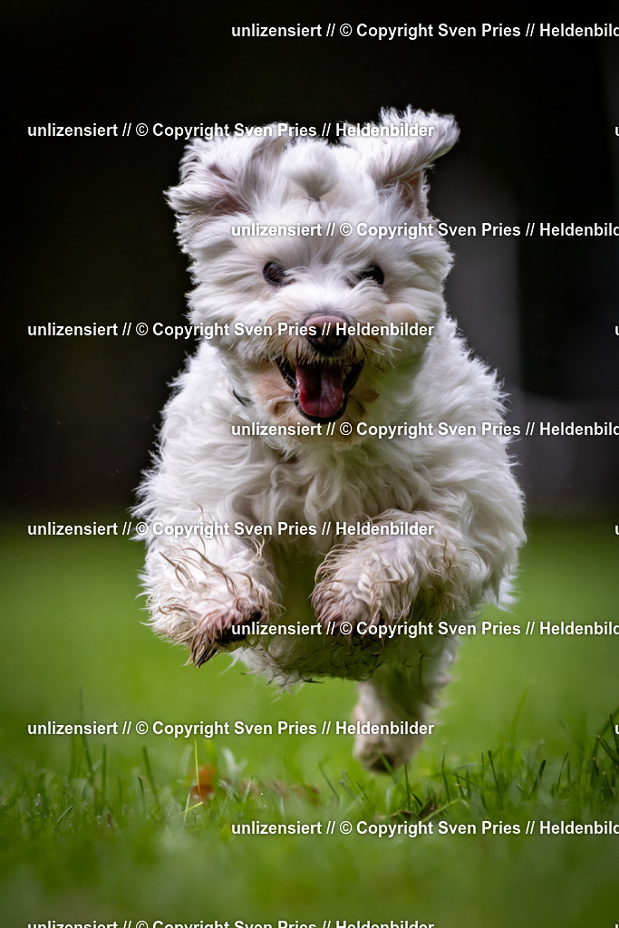 Sven Pries | 2024-10-19 - Hunderennen Ober-Grombach - Realisiert mit Pictrs.com