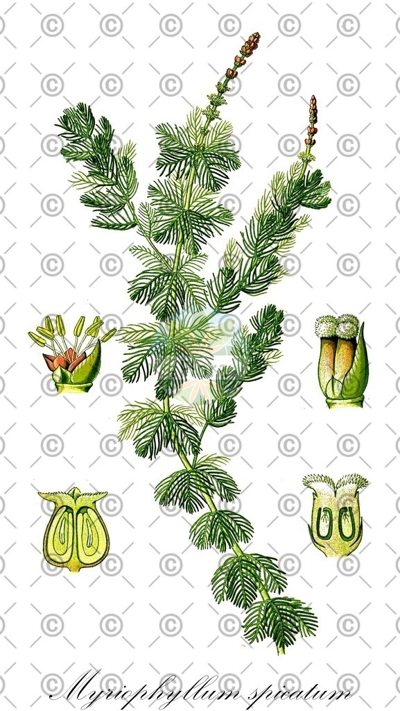 HistAbb_wfo-0000881069_1_ENZY_Simple | Historische Abbildung von Myriophyllum spicatum - Haloragaceae (Ähren-Tausendblatt) | Historical Illustration of Myriophyllum spicatum - Haloragaceae (spiked water-milfoil)
