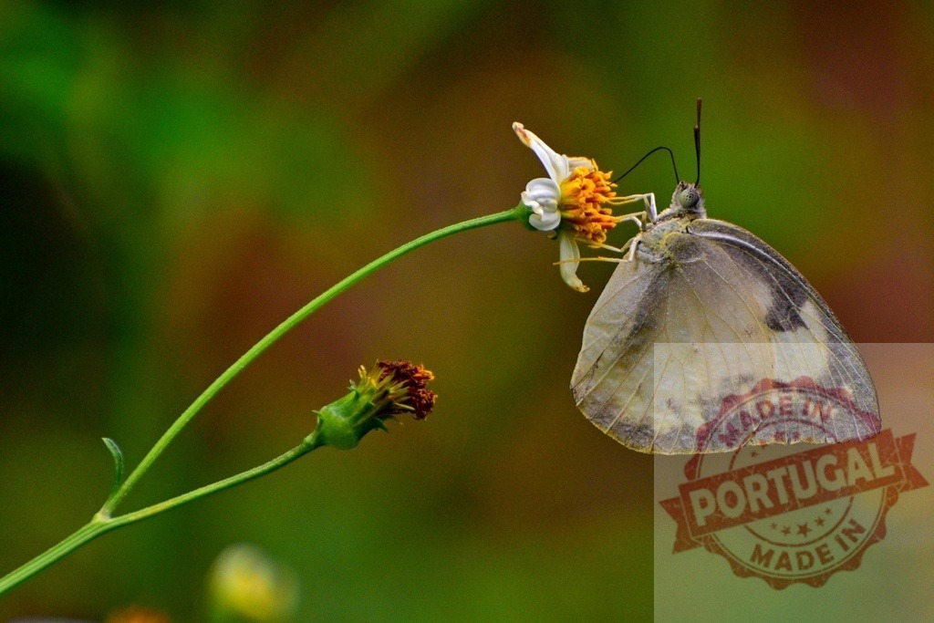 Delicate butterfly feeding on wildflower in nature close-up | Beautiful butterfly with patterned wings feeding on a wildflower in a natural setting, showcasing the beauty of nature - Realisiert mit Pictrs.com