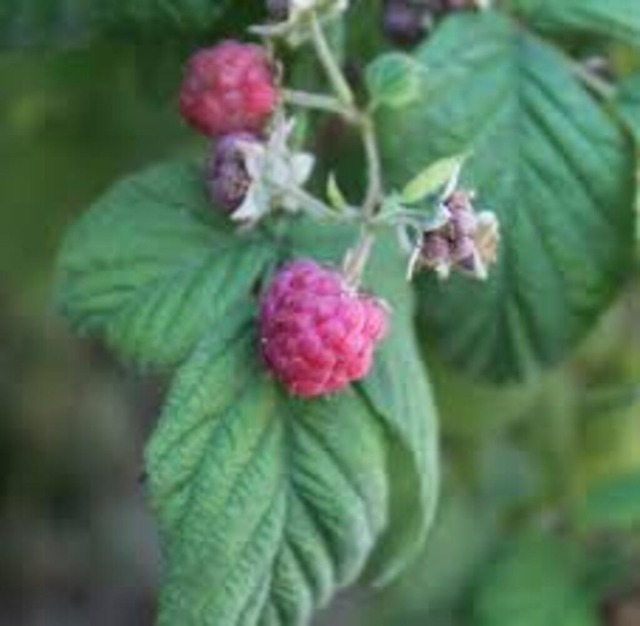 Himbeeren | Verkauf von Fotos und  Videoclips zumThema Natur.Motive sind Pflanzen, Tiere, Landschaftenund Wetter - Realisiert mit Pictrs.com