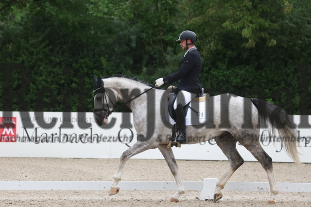 Weilheim_2023_Prfg.Nr.22_4jähr.Stuten u.Wallache_Jörg Henne_Silver Secret (11) | Alle Fotos der Reiterjournal Fotografin Doris Matthaes im Reiterjournal Online-Fotoshop. - Realisiert mit Pictrs.com