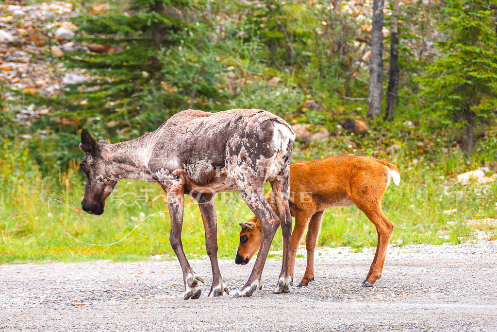 IMG_6544 | Eine Elchkuh mit Kalb in den Northern Rockies am Alaska Highway in der Nähe von Ford Nelson in British Columbia Kanada - Realisiert mit Pictrs.com