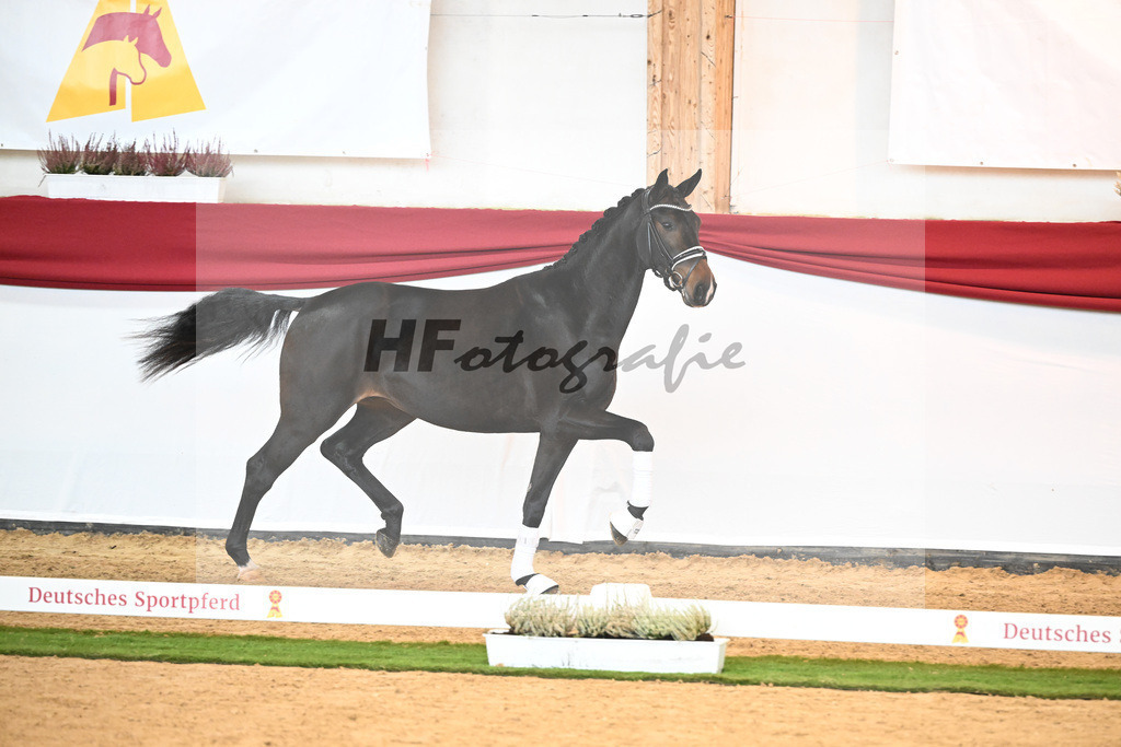 Kat-Nr. 37 Fuerst Belissaro x Standford_ZG Lenzen_47240474 | hf-fotografie - Realizzato con Pictrs.com