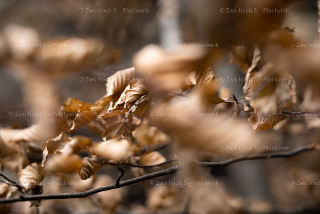 Obere_Affensteinpromenade_Buche_Zweig_Laubblatt_Unschaerfe | 2022-09-02_Waldbrandgebiete_2 - Realisiert mit Pictrs.com