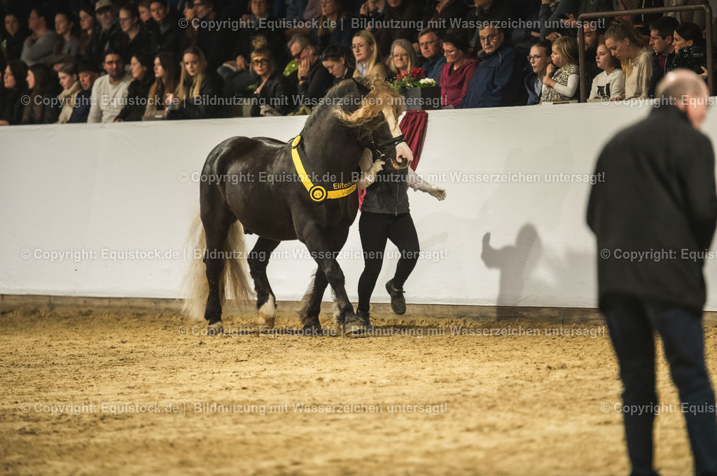 20240302_Hengstvorstellung_Marbach_TOMsPiC_0627 | equistock