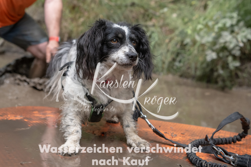 1347_ZZ95918 | kk-dogfotos
