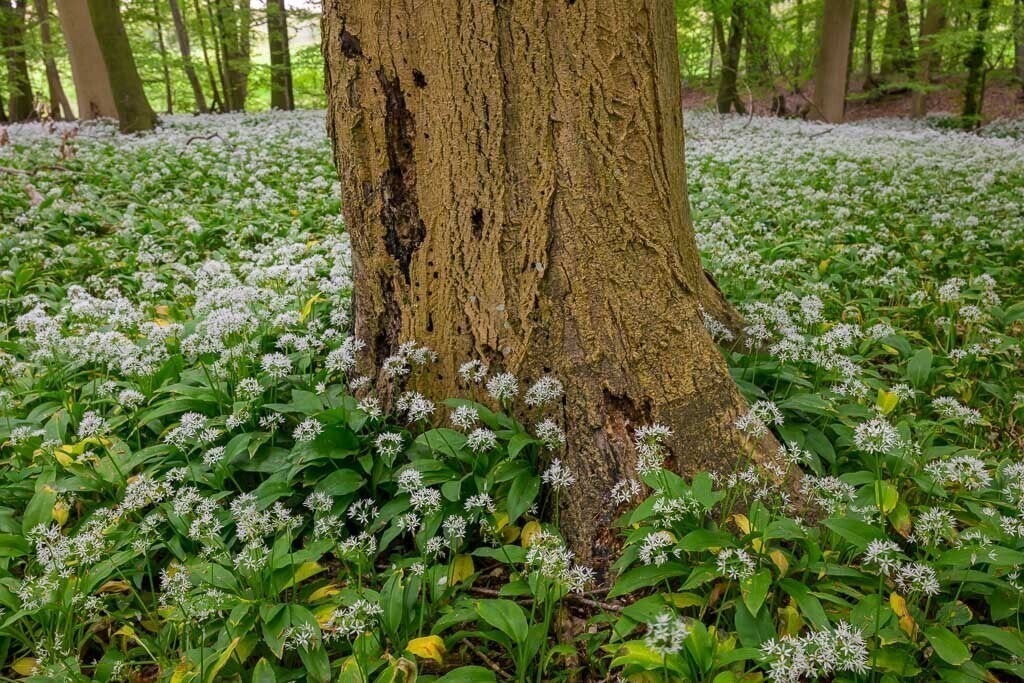 baerlauch-im-wald-von-kahleby-schleswig-holstein-08 | Blühender Bärlauch bildet im Wald von Kahleby im Mai einen dichten Teppich. - Realisiert mit Pictrs.com
