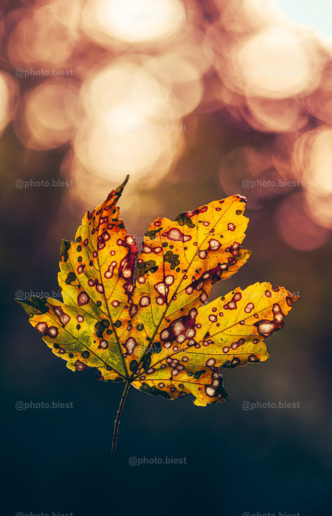 Infected Autumn | Ein interessantes Ahornblatt im Wald. - Realisiert mit Pictrs.com