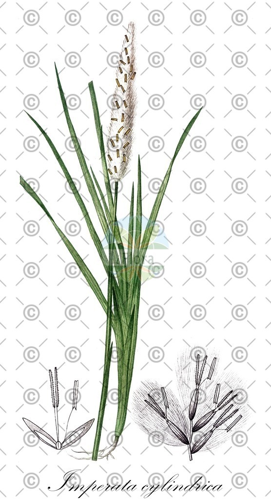 HistAbb_wfo-0000913019_1_ENZY_Simple | Historische Abbildung von Imperata cylindrica - Poaceae | Historical Illustration of Imperata cylindrica - Poaceae (cogongrass)