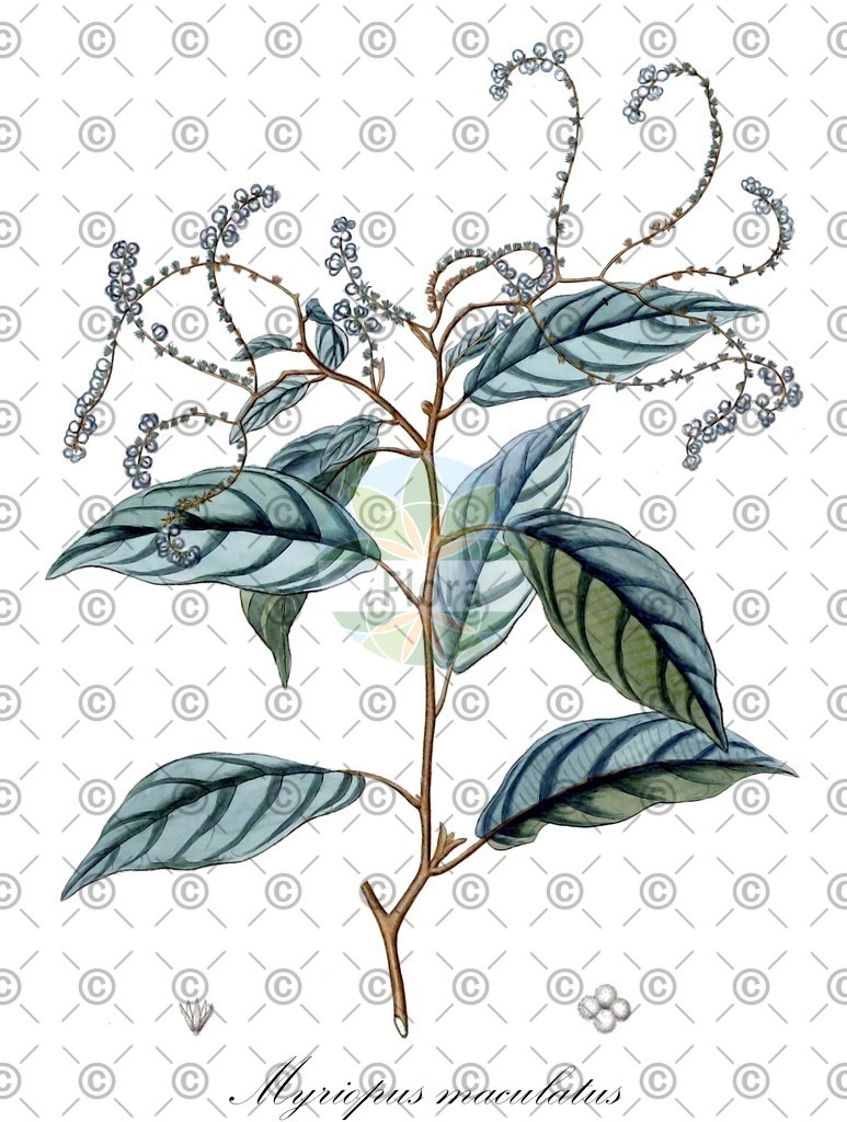 HistAbb_7PL9P_1_ENZY_Simple | Historische Abbildung von Myriopus maculatus - Boraginaceae | Historical Illustration of Myriopus maculatus - Boraginaceae