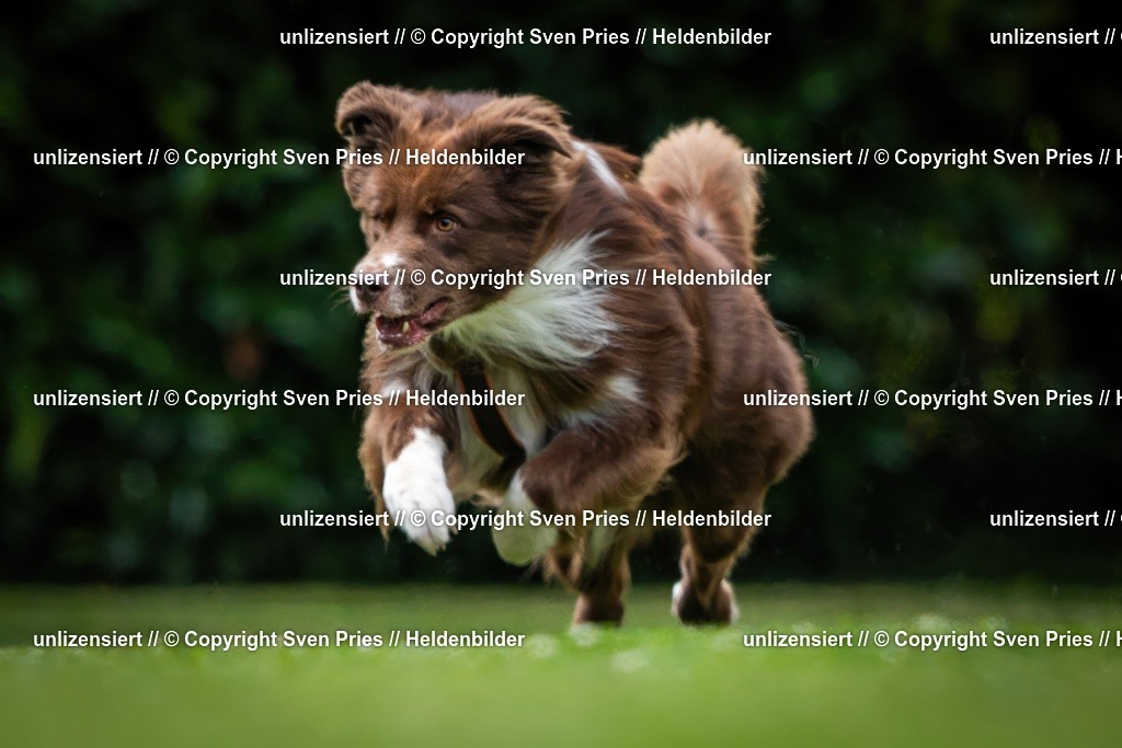 Sven Pries | 19. Allgemeines Hunderennen Karlsruhe Durlach - Realisiert mit Pictrs.com