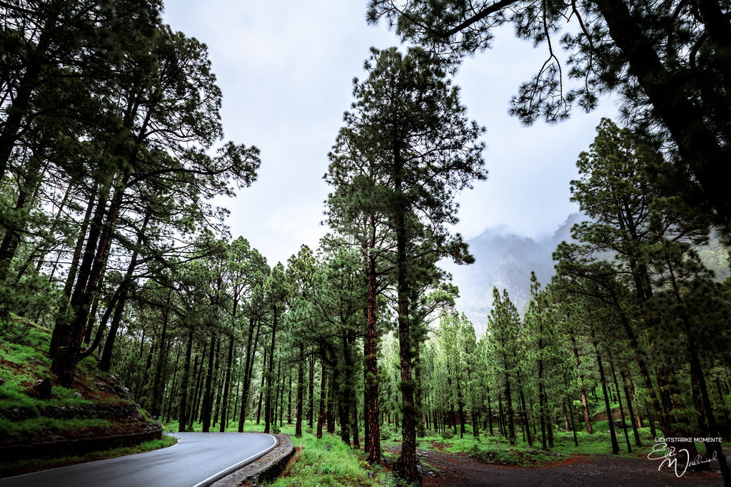 La Palma, Kanarische Inseln | Herzlich willkommen auf meiner Seite! Ich bin Elke Wallnisch, Deine Fotografin für lichtstarke Momente. Der Name steht für alles, was mich mit der Fotografie verbindet: Das Licht und seine machtvolle Wirkung auf eine Situation oder unsere Stimmung - Realisiert mit Pictrs.com