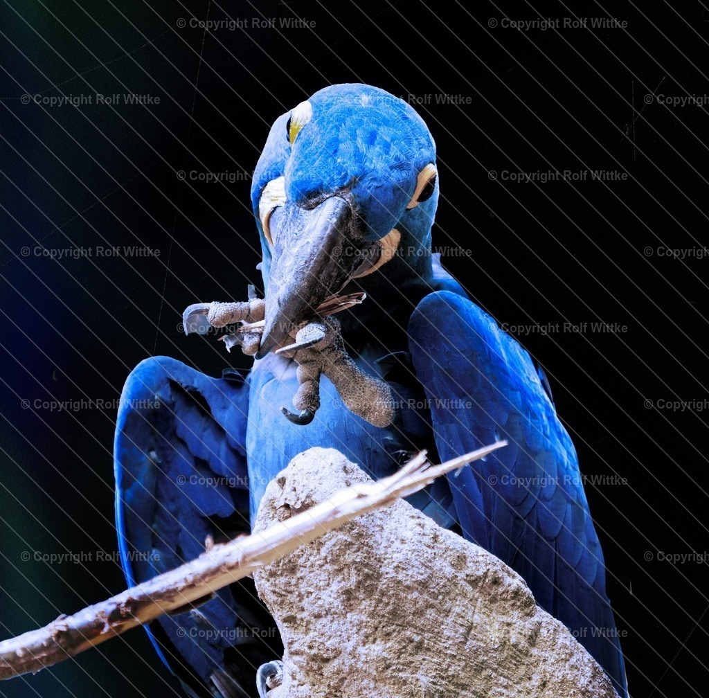 blaupapagei | Rolf Wittke  - Realisiert mit Pictrs.com