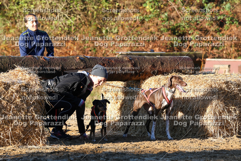 Dog Paparazzi - Strongdog 10-25-912 | Dog Paparazzi Jeanette Grottendiek Fotografie & Videografie - Realisiert mit Pictrs.com