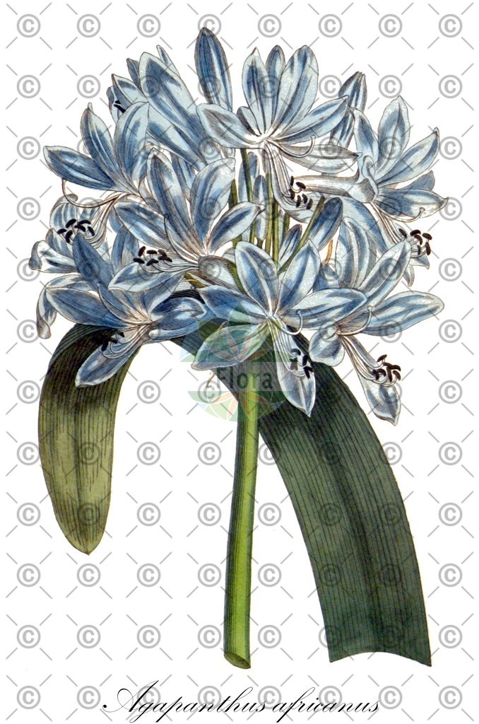 HistAbb_wfo-0000754060_1_ENZY_Simple | Historische Abbildung von Agapanthus africanus - Amaryllidaceae (Afrikanische Blaulilie;Agapanthus;Liebesblumen) | Historical Illustration of Agapanthus africanus - Amaryllidaceae