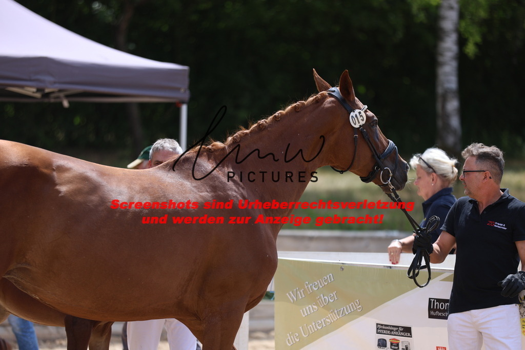 Fohlenschau_Schwäbisch_Hall_dressurbetonte_Fohlen_KN 15_1 | lmwpictures - Realisiert mit Pictrs.com