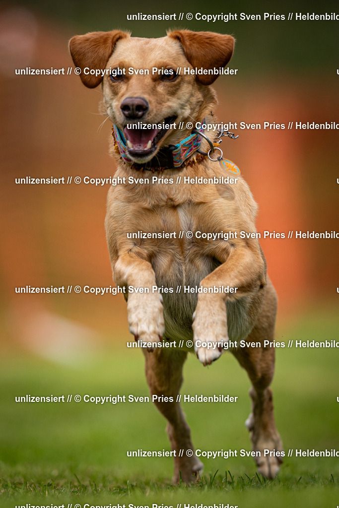 Sven Pries | 2024-09-22 - Hunderennen Baden-BadenPudelverein - Realisiert mit Pictrs.com