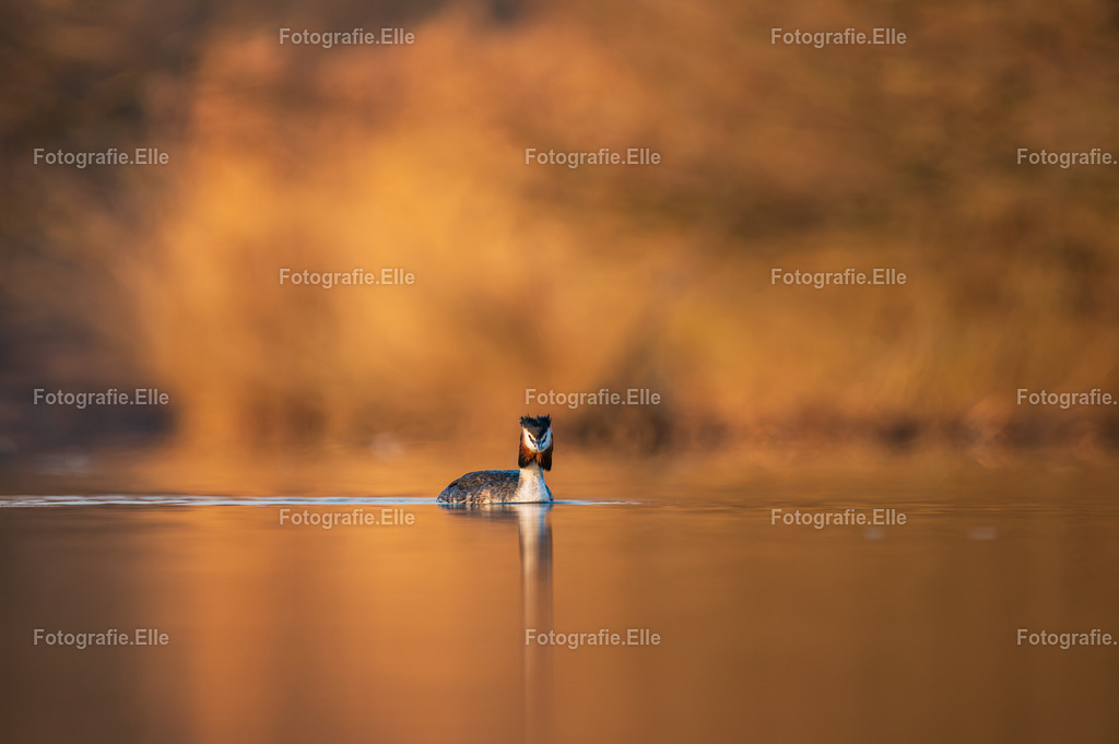 Z62_3668 | Fotografie Elle - Realisiert mit Pictrs.com