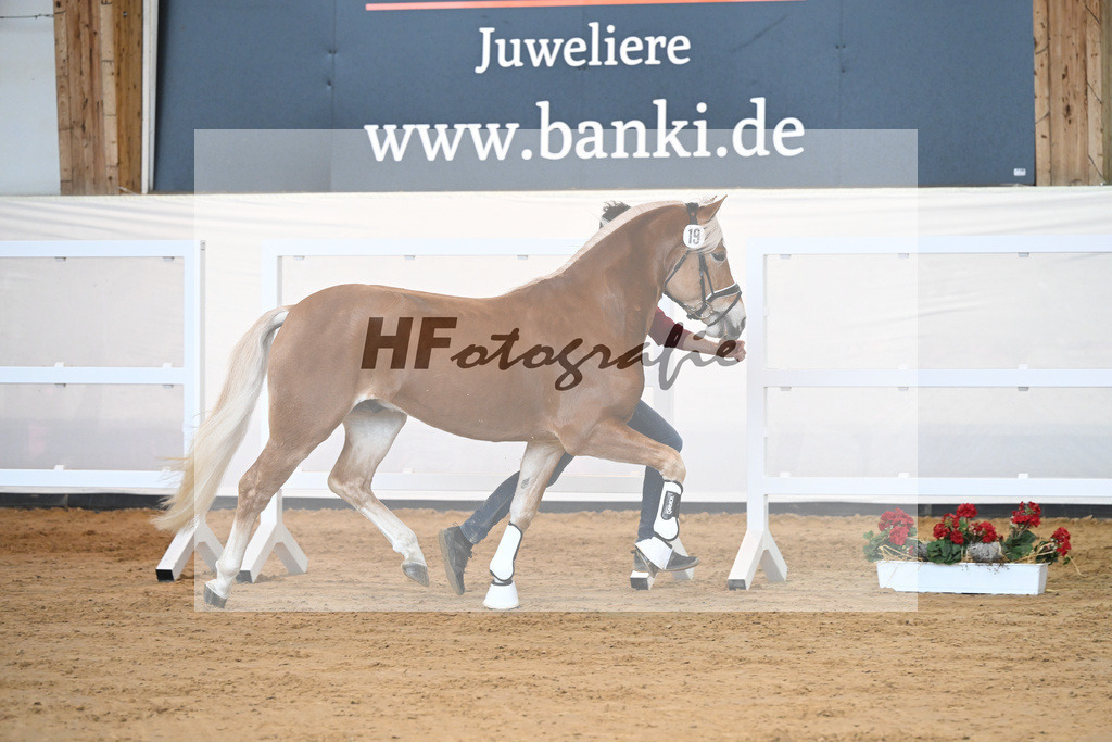 Kat-Nr. 19 v. Amari_Reisberger_2230328 | hf-fotografie - Realisiert mit Pictrs.com