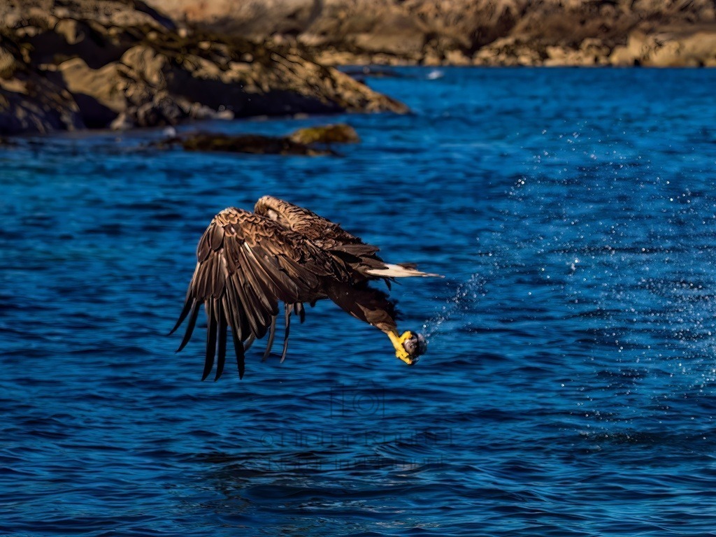 P1001623-LR-topaz-denoise-sharpen | Natur im Moment - Realisiert mit Pictrs.com