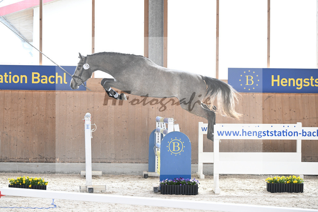 Kat-Nr. 15 Kentucky H v. Charthago Blue_Hoffmeister_5250167 | hf-fotografie - Realisiert mit Pictrs.com