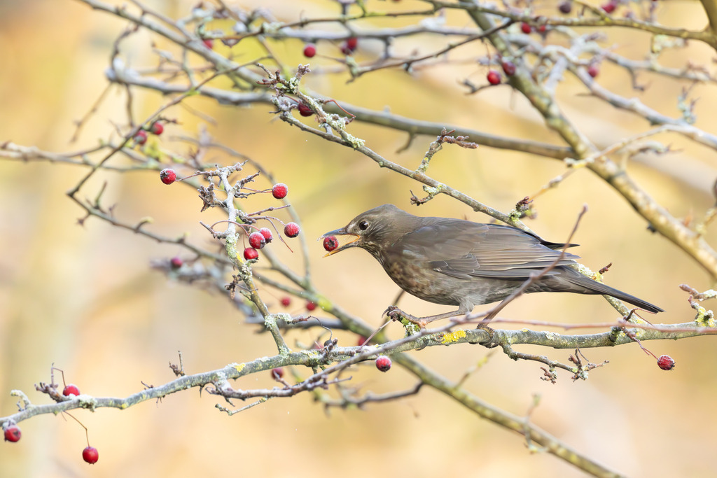 Die Amsel | Die Amsel, wissenschaftlich als Turdus merula bekannt und auch Schwarzdrossel genannt, gehört zu den bekanntesten und häufigsten Singvögeln Mitteleuropas. Ursprünglich war die Amsel ein scheuer Bewohner dichter Wälder, doch im Laufe des letzten Jahrhunderts hat sie sich erfolgreich zum Kulturfolger entwickelt. Heute ist sie ein vertrauter Anblick in unseren Gärten, Parks und städtischen Grünanlagen. Sie ist ganzjährig in Deutschland und weiten Teilen Europas zu beobachten, da sie oft zu den Teilziehern gehört: Während manche Amseln im Winter in wärmere Gebiete wie Nordafrika ziehen, bleiben viele, insbesondere die Stadtamseln, im Brutgebiet. - Realisiert mit Pictrs.com