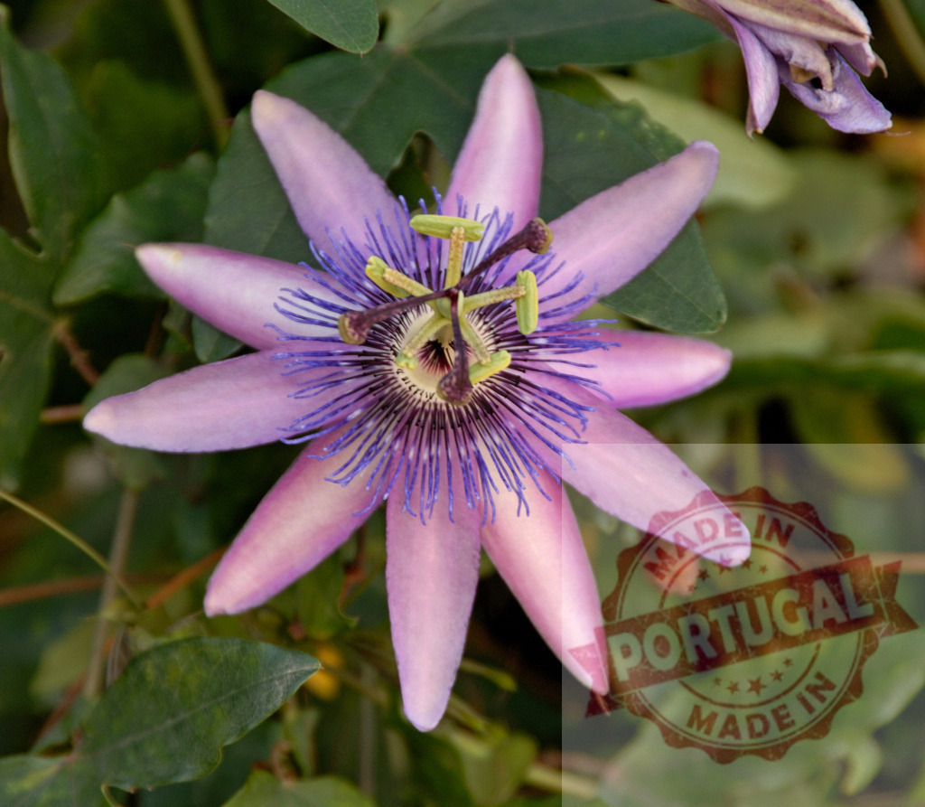 Delicate Purple Passion Flower Blooming in Garden | Close-up of a beautiful Passiflora incarnata showing its intricate details and vibrant colors - Realisiert mit Pictrs.com