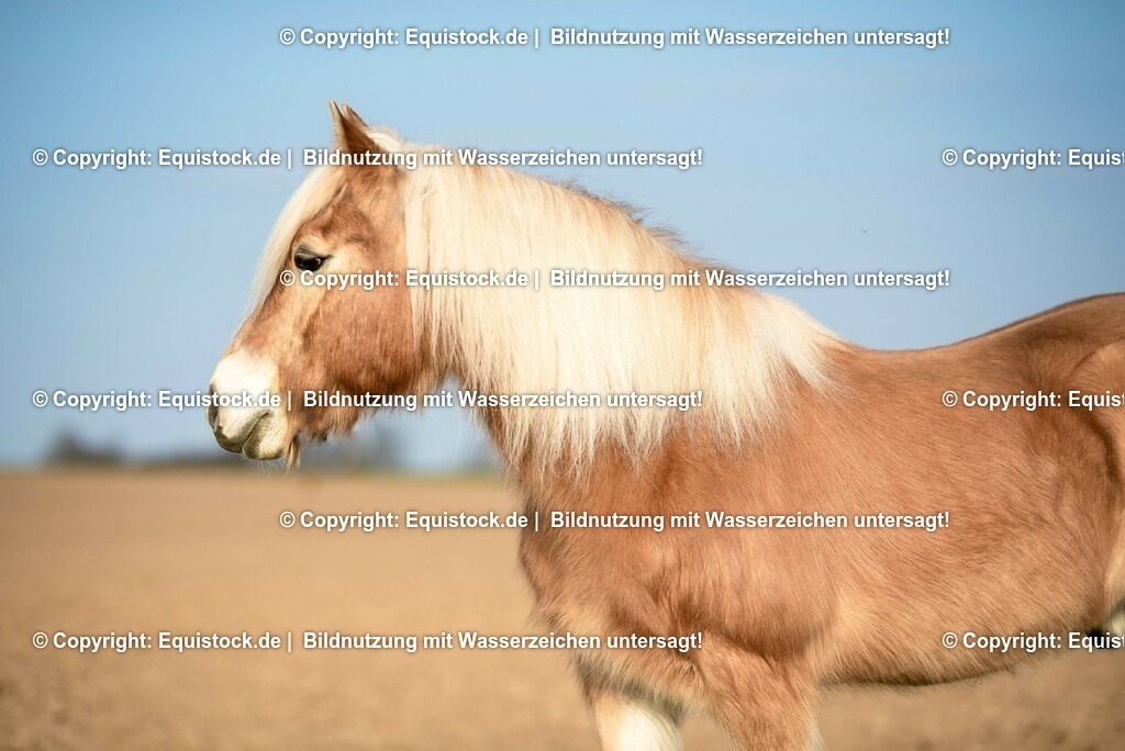 20230302_Haflinger-Cushing_0003 | equistock