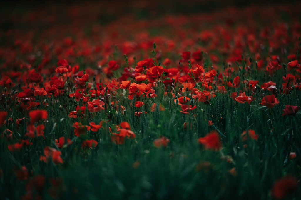 Mohnfeld | Simone Sonderegger Photography