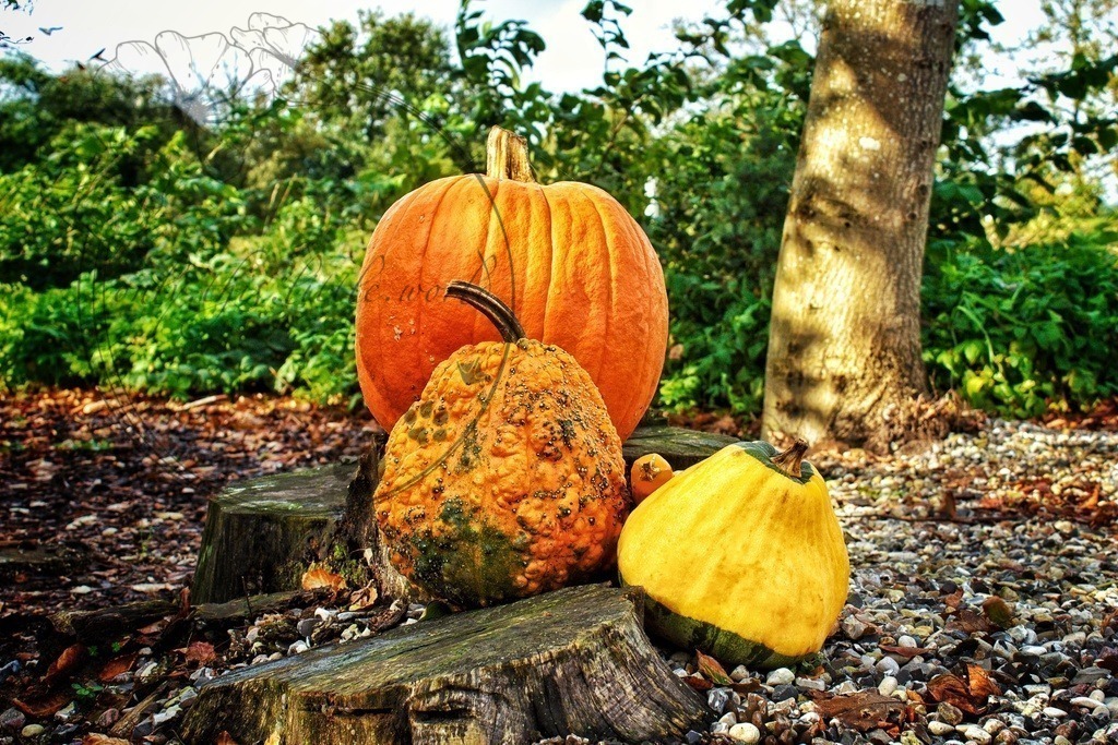 IMG_8994-01 | only.this.little.world - Realisiert mit Pictrs.com