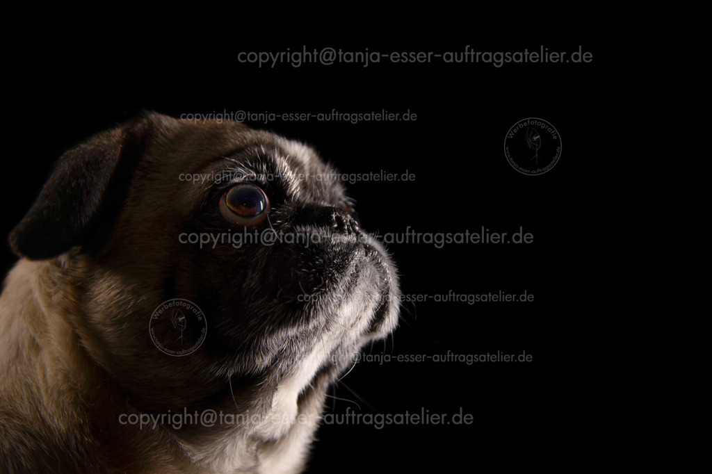 Mops Striplight Studio D | Kleiner beiger Mops Hund sitzt im Fotostudio vor schwarzem Hintergrund. Er blickt nach oben. Ein Streiflicht betont die Konturen. Copy Space. 