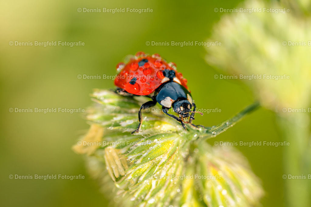 Marienkäfer 6 | Entdecken Sie Natur, Makro und Tierfotografie von Dennis Bergfeld.Besondere Momente und Details der Natur, hochwertig als Foto und Wandbild erhältlich. - Realisiert mit Pictrs.com