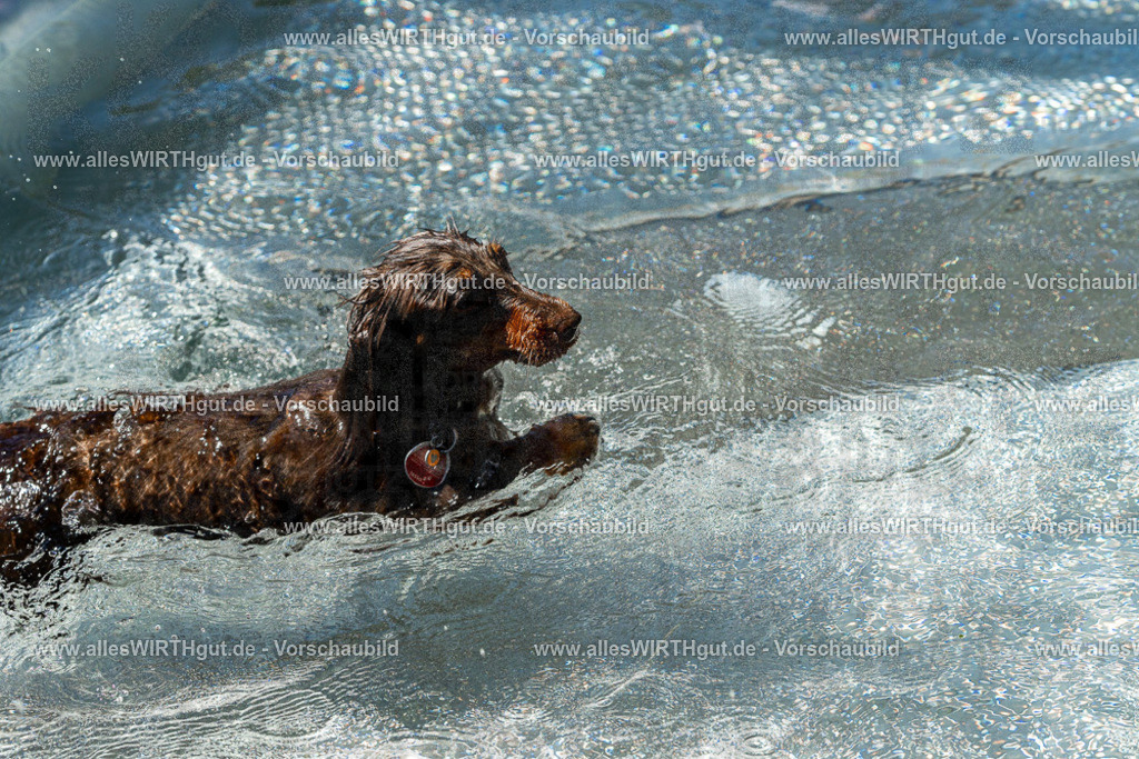 Hundeschwimmen_Volksbad_2026-allesWIRTHgut_Tierfotografie-2609061334-FAY06787 | Professionelle Tierfotografie in Mönchengladbach von Daniel Wirth (allesWIRTHgut). Liebevolle & natürliche Bilder von Hunden & Katzen für unvergessliche Erinnerungen.