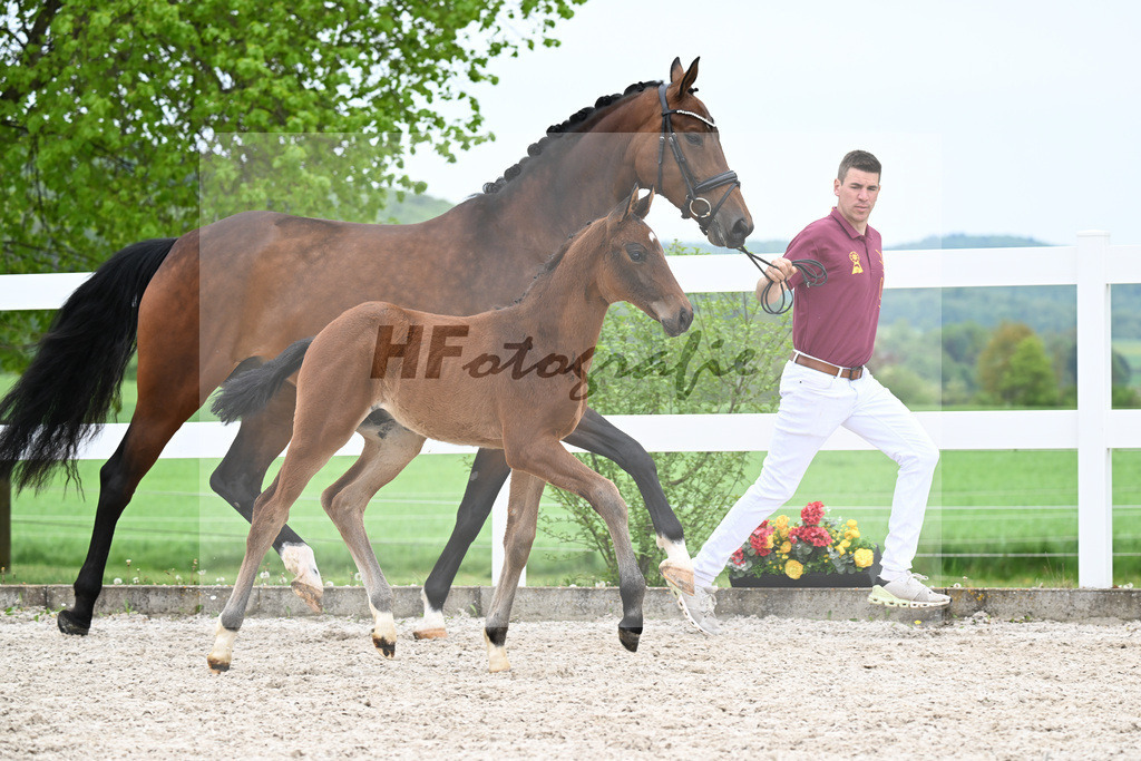 Kat-Nr. 38 HF Viva Vitalis x Benicio_Pointinger_23260653 | hf-fotografie - Realisiert mit Pictrs.com