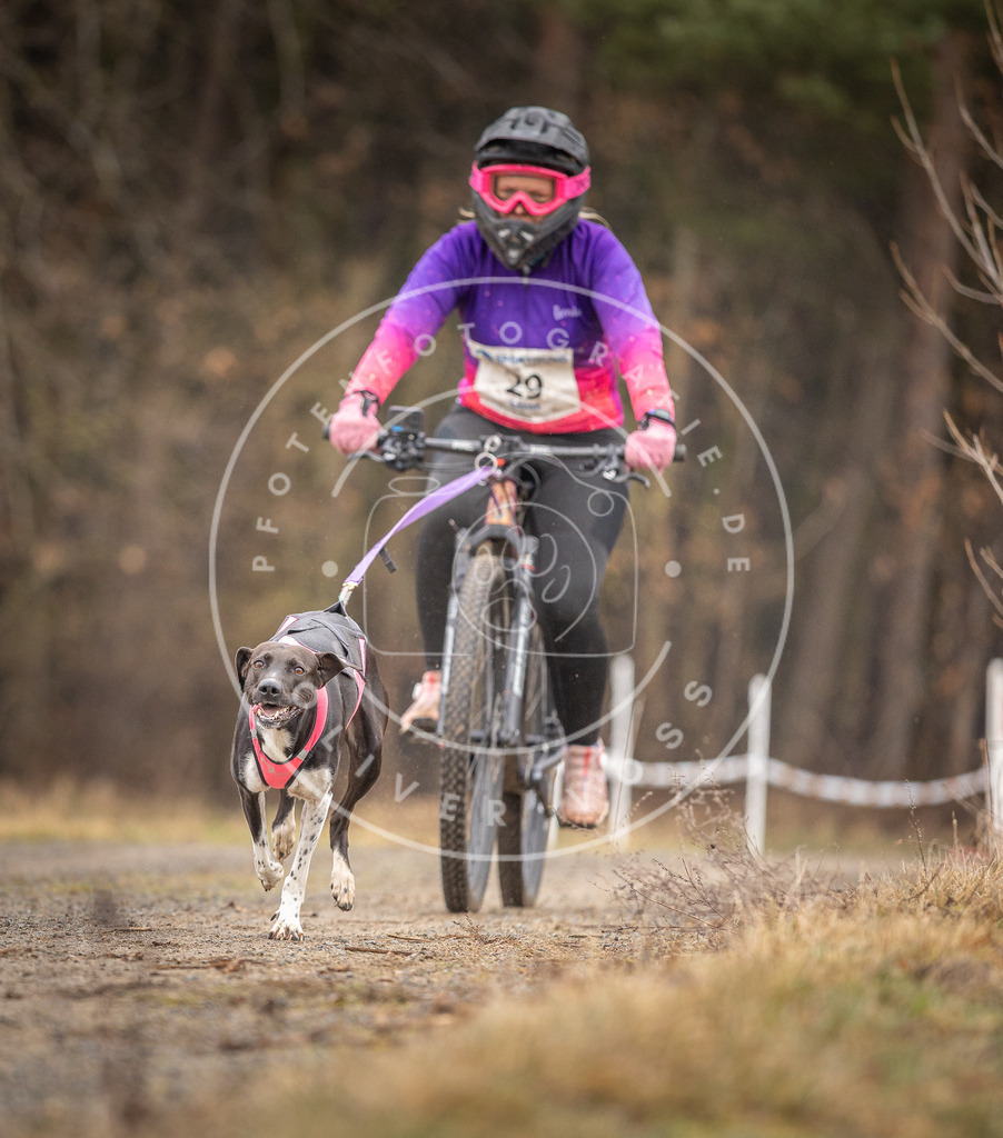 DV3A3282 | Hundefotografie, Tierfotograf, Pfotenfotografie, Fotoshooting Hund, Hunde Portrait, Hundesport, Hundeportraits, Heideshooting, Hunde, Sportfotograf, Hundefotograf, Turnierhundsport, THS,  - Realisiert mit Pictrs.com