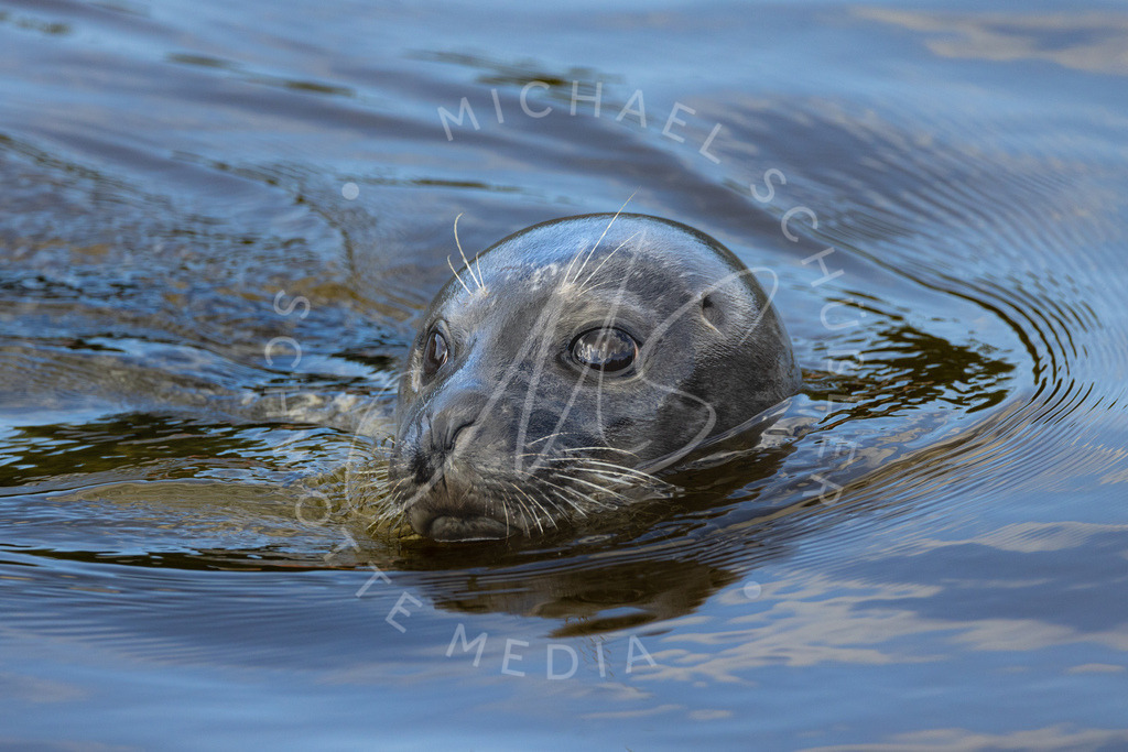 2022-08-30 Westkuestenpark SPO - 024 | Schwotte Media - Realisiert mit Pictrs.com