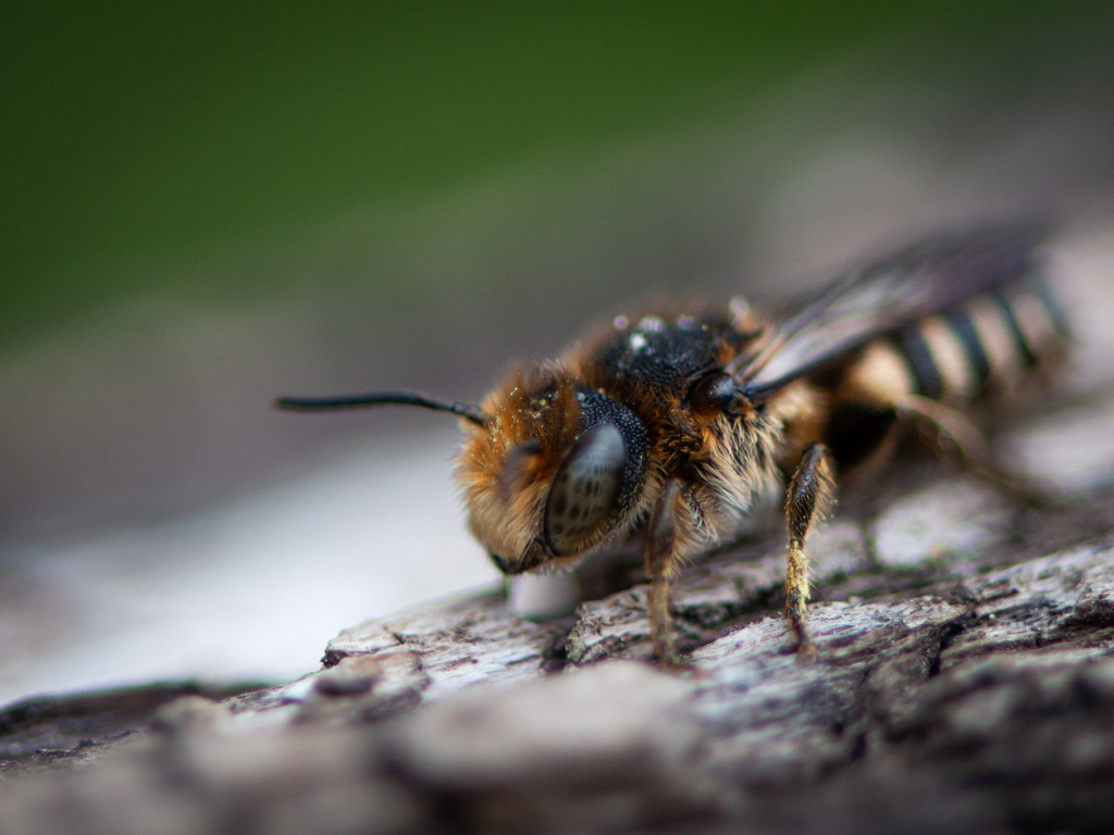 DSC_8247 | kaefersammler_roy - Realisiert mit Pictrs.com