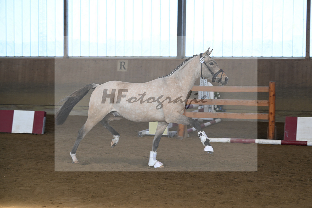 Kat-Nr. 8 Gruendleinshofs Gluecksgarant v. Gold Garant_Kaus_49250210 | hf-fotografie - Realisiert mit Pictrs.com