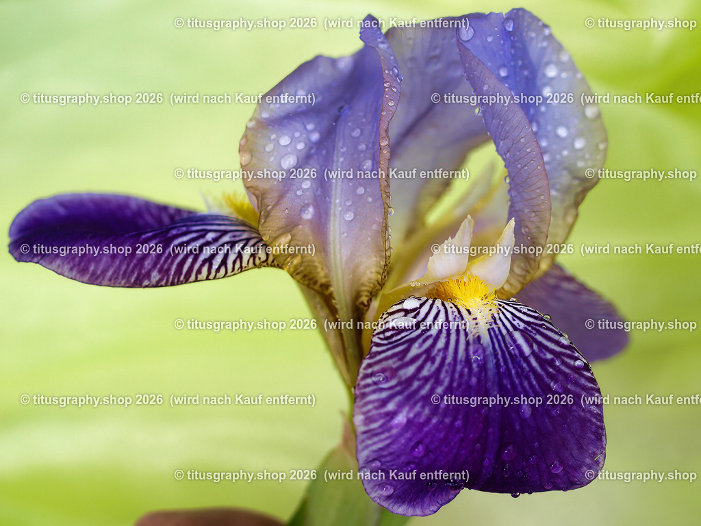 titusgraphy_P5269285-vz-ln | titusgraphy-shop: Geschenkideen mit Qualitätsfotos. titusgraphy-shop: gift ideas with quality photos. titusgraphy-shop: idées cadeaux avec photos de qualité.  - Realisiert mit Pictrs.com