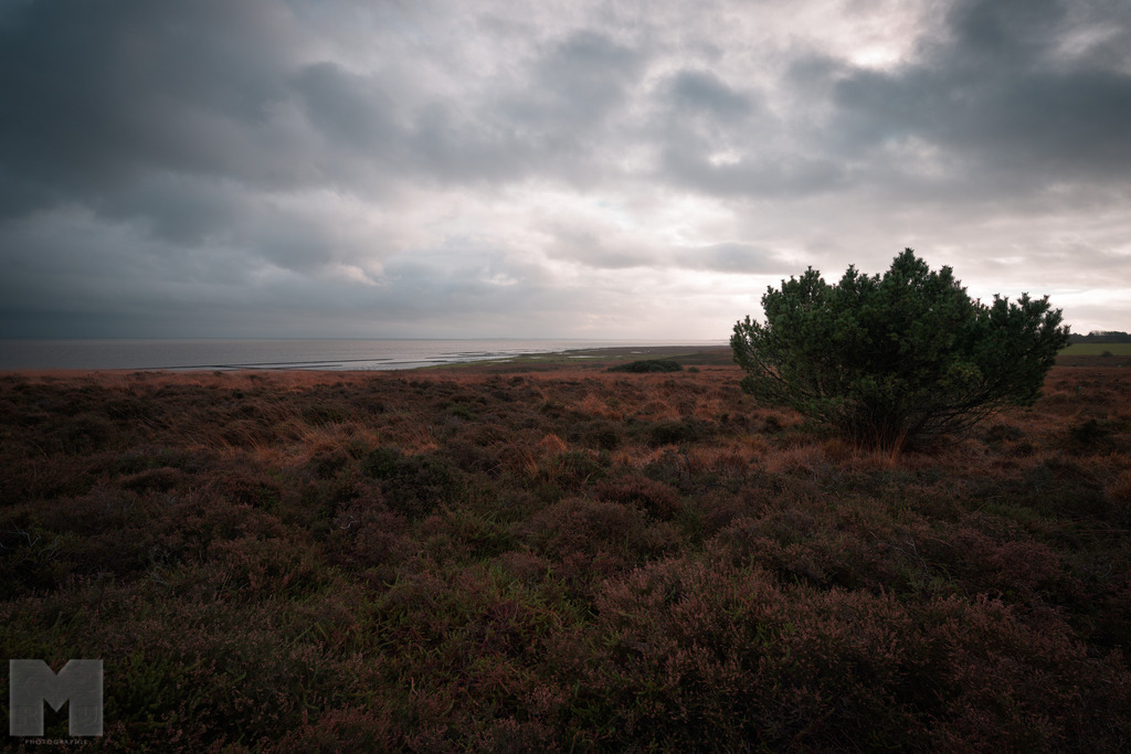 Braderuper Heide | Landschafts- und Tierfotografie zu allen Jahreszeiten. Und immer die Schönheit des Lichtes im Auge... - Realisiert mit Pictrs.com