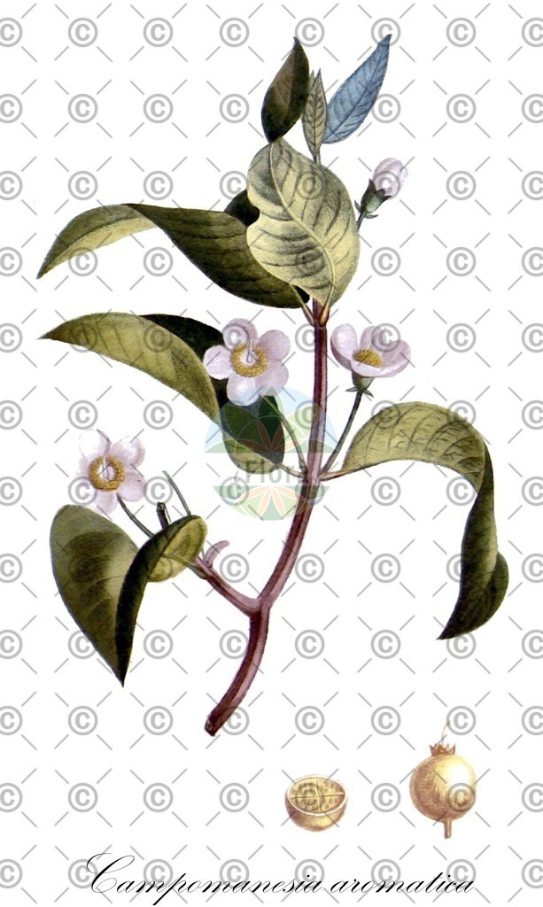 HistAbb_wfo-0000026303_1_ENZY_Simple | Historische Abbildung von Campomanesia aromatica - Myrtaceae | Historical Illustration of Campomanesia aromatica - Myrtaceae