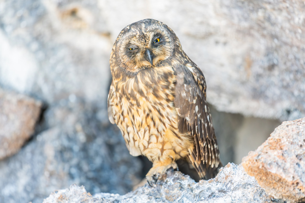 2019-12-11_165338_CZ7_2897-Verbessert-RRS_w | Ich fotografiere aus Leidenschaft auf meinen Reisen und im Rhein- / Ruhrgebiet , Landschaften, Tiere und Porträts. 

Kaufen Sie die Bilder (u.a. Venedig, Südtirol, Galapagos, Düsseldorf, Indien, Blumen etc.) in einer geschützten Galerie bequem online. - Realisiert mit Pictrs.com