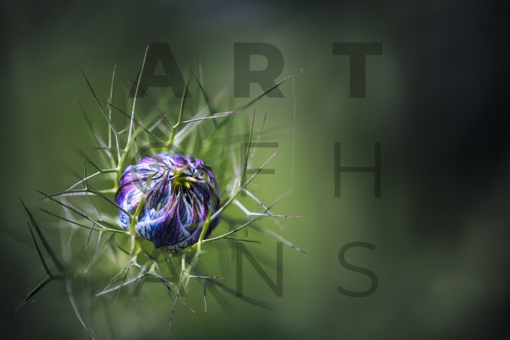 Ein Hans Fineart Original | Entdecke die Kunst von Hans Fineart - Fotografien für dein Zuhause. Verwandle deine Wände mit einzigartigen Kunstwerken und bringe die Schönheit der Welt in dein Leben. Bestelle jetzt und schaffe einen Ort der Inspiration und Eleganz.