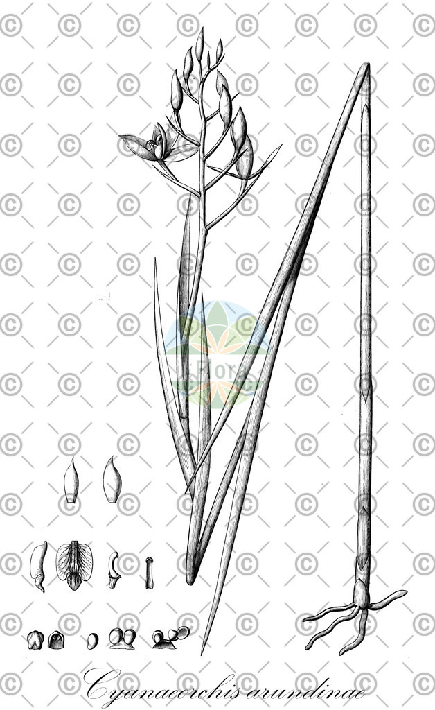 HistAbb_wfo-0000830788_2_ENZY_Simple | Historische Abbildung von Cyanaeorchis arundinae - Orchidaceae | Historical Illustration of Cyanaeorchis arundinae - Orchidaceae