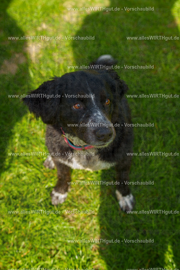 Hundeschwimmen_Grefrath_2026-allesWIRTHgut_Tierfotografie-13_21-7R508375 | Professionelle Tierfotografie in Mönchengladbach von Daniel Wirth (allesWIRTHgut). Liebevolle & natürliche Bilder von Hunden & Katzen für unvergessliche Erinnerungen.