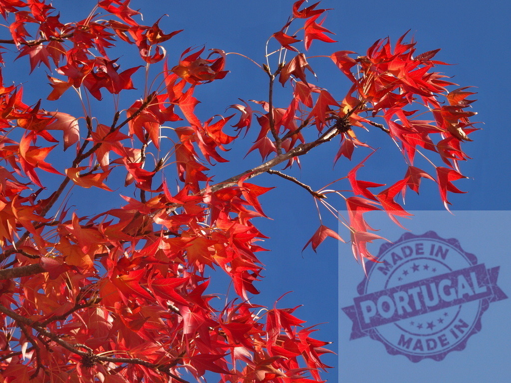 Red autumn leaves changing color under blue sky | Vibrant red fall foliage against a clear bright blue sky, showcasing seasonal change - Realisiert mit Pictrs.com