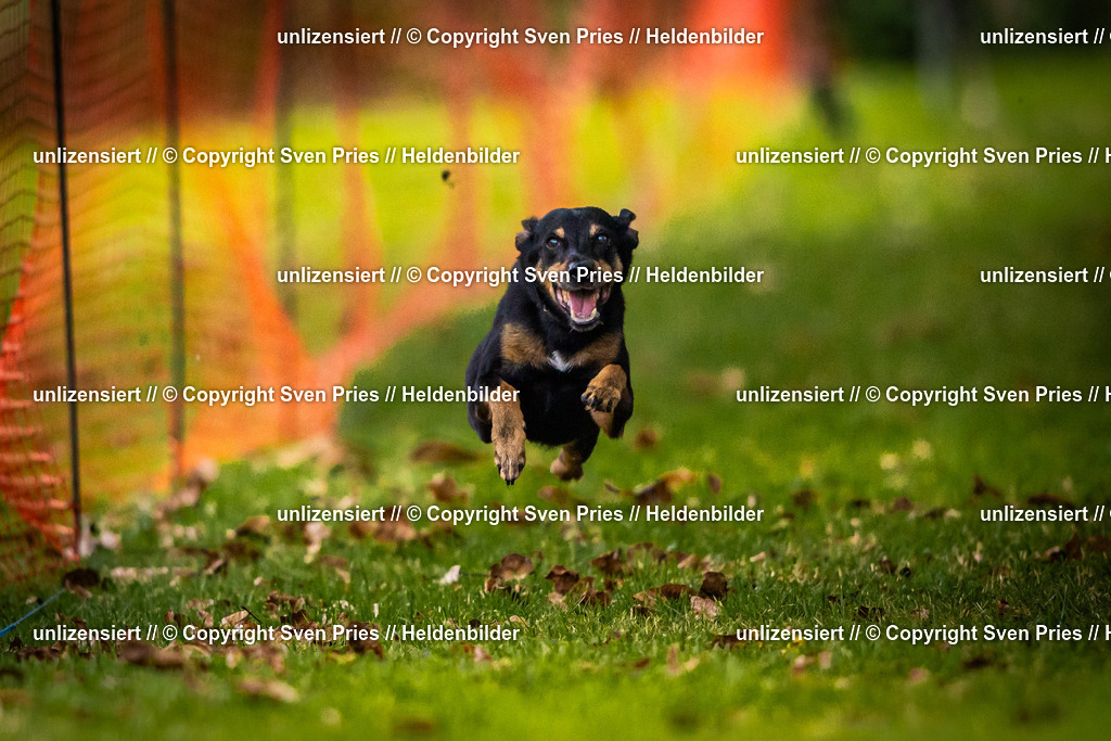 Sven Pries | 2025-09-21 - Hunderennen Baden-Oos - Realisiert mit Pictrs.com