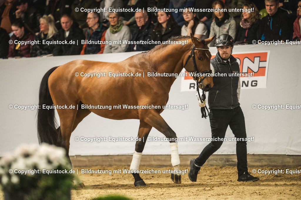 20240302_Hengstvorstellung_Marbach_TOMsPiC_0258 | equistock