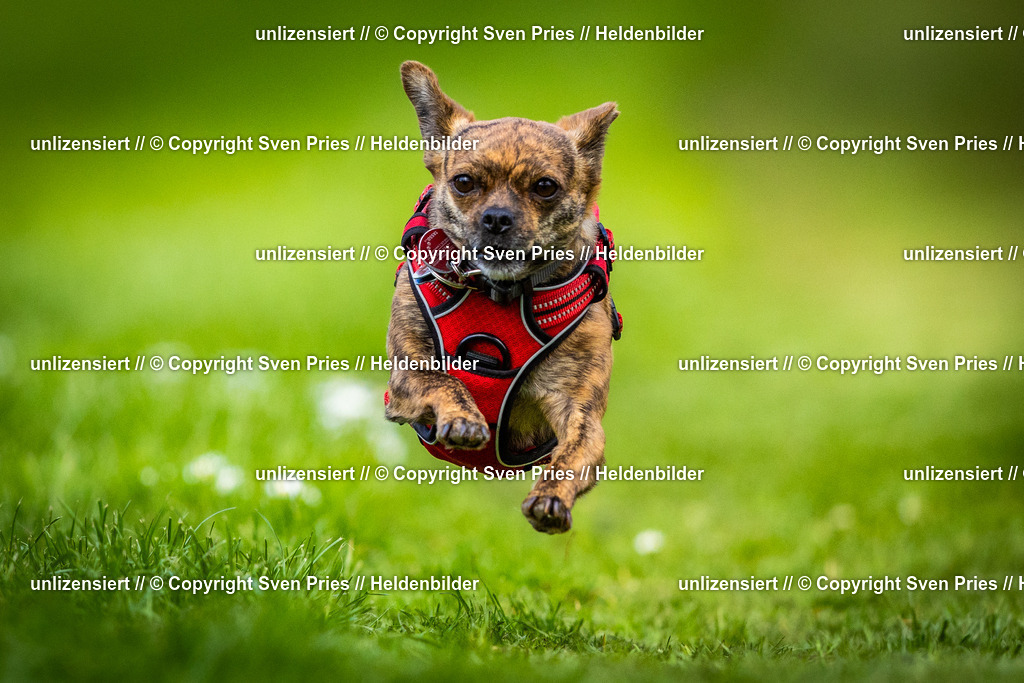 Sven Pries | 2025-04-13 - Hunderennen Baden-Baden - Realisiert mit Pictrs.com