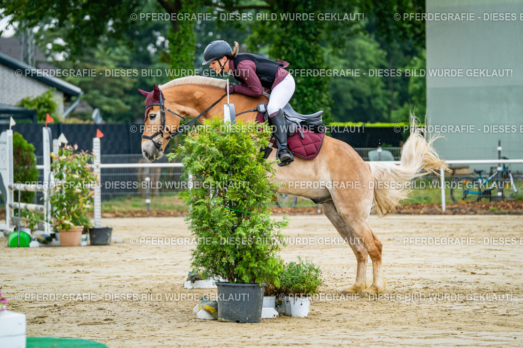 DSC02262 | Pferdegrafie